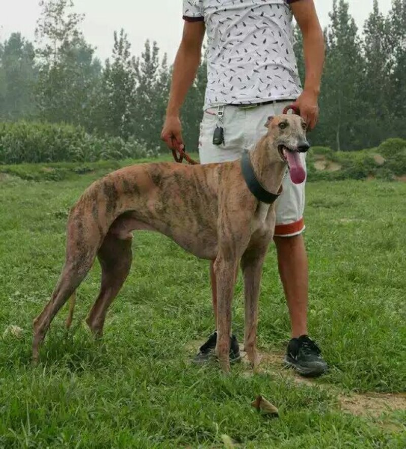 格力犬灵体犬惠比特犬猎兔犬细狗