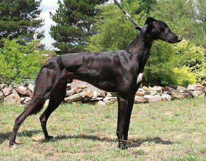 格力犬灵体犬惠比特犬猎兔犬细狗