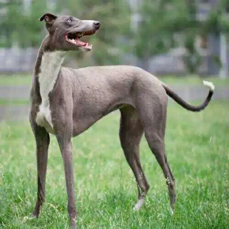 格力犬灵体犬惠比特犬猎兔犬细狗