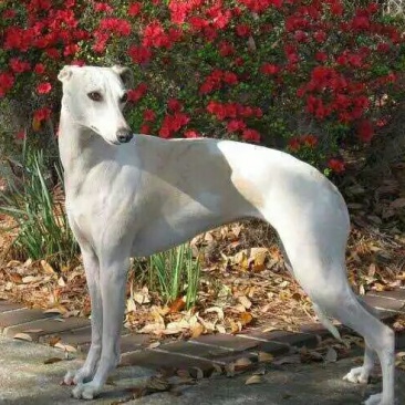 格力犬灵体犬惠比特犬猎兔犬细狗