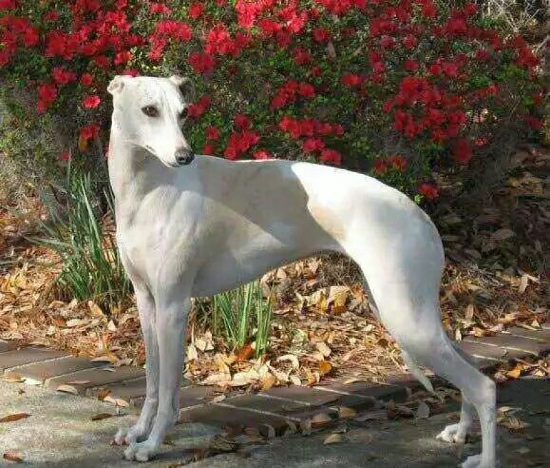 格力犬灵体犬惠比特犬猎兔犬细狗