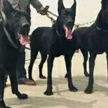 黑狼犬幼犬