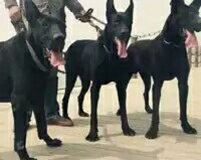 黑狼犬幼犬