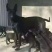 黑狼犬幼犬