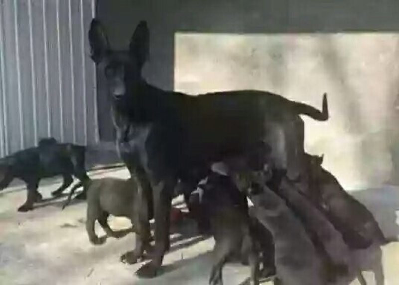 黑狼犬幼犬