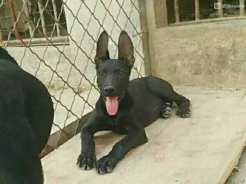 黑狼犬幼犬
