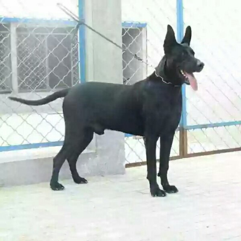 黑狼犬幼犬