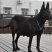 黑狼犬幼犬