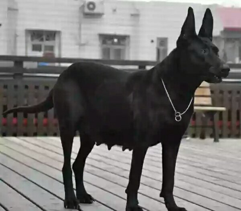 黑狼犬幼犬