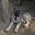 狼青犬幼犬