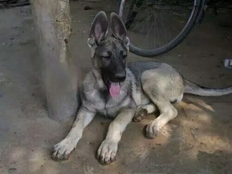 狼青犬幼犬