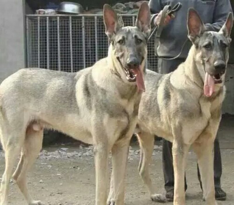 狼青犬幼犬