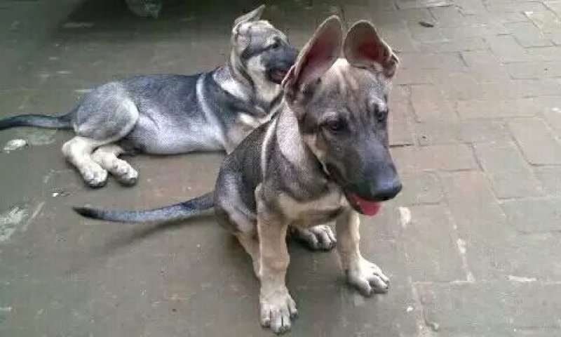 狼青犬幼犬