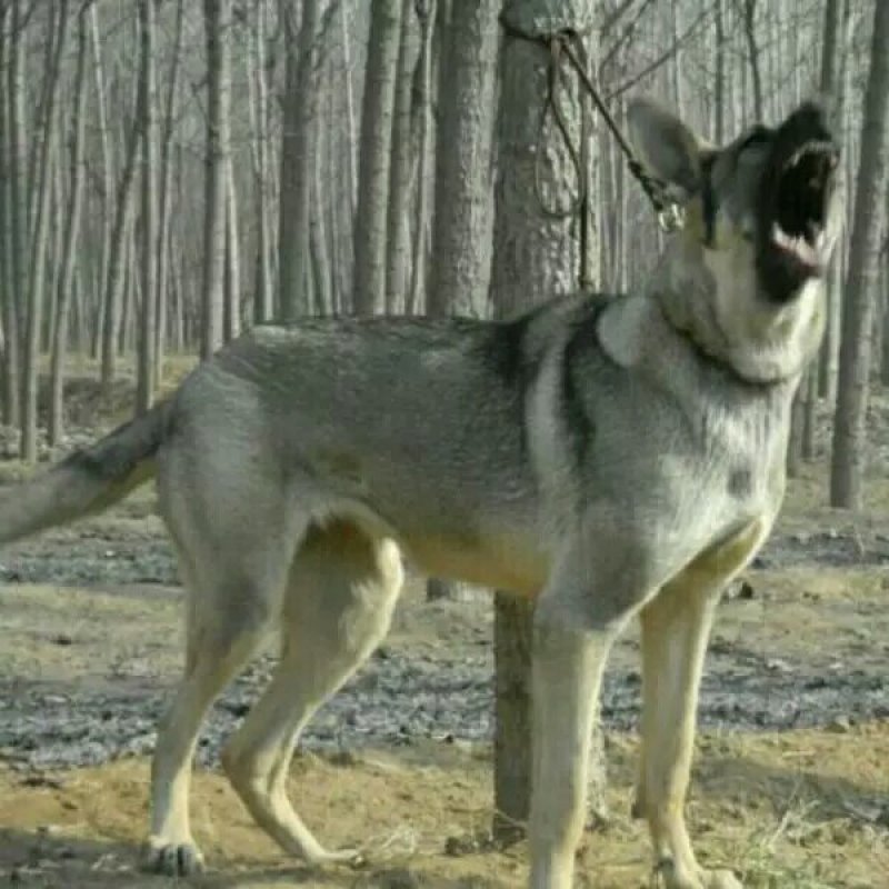 狼青犬幼犬