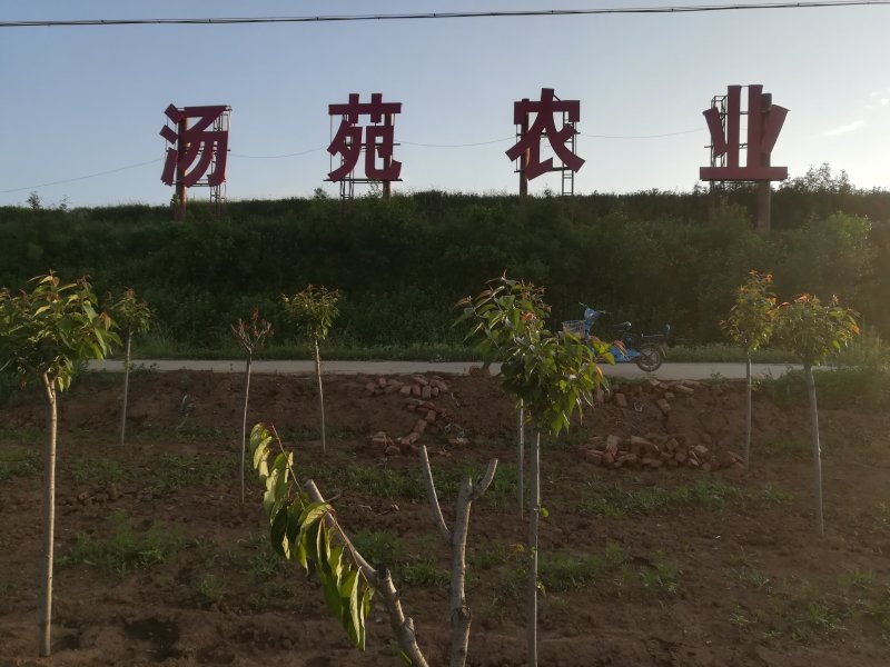 100亩大棚低价对外出租，地处旅游景点，交通方便水电路全