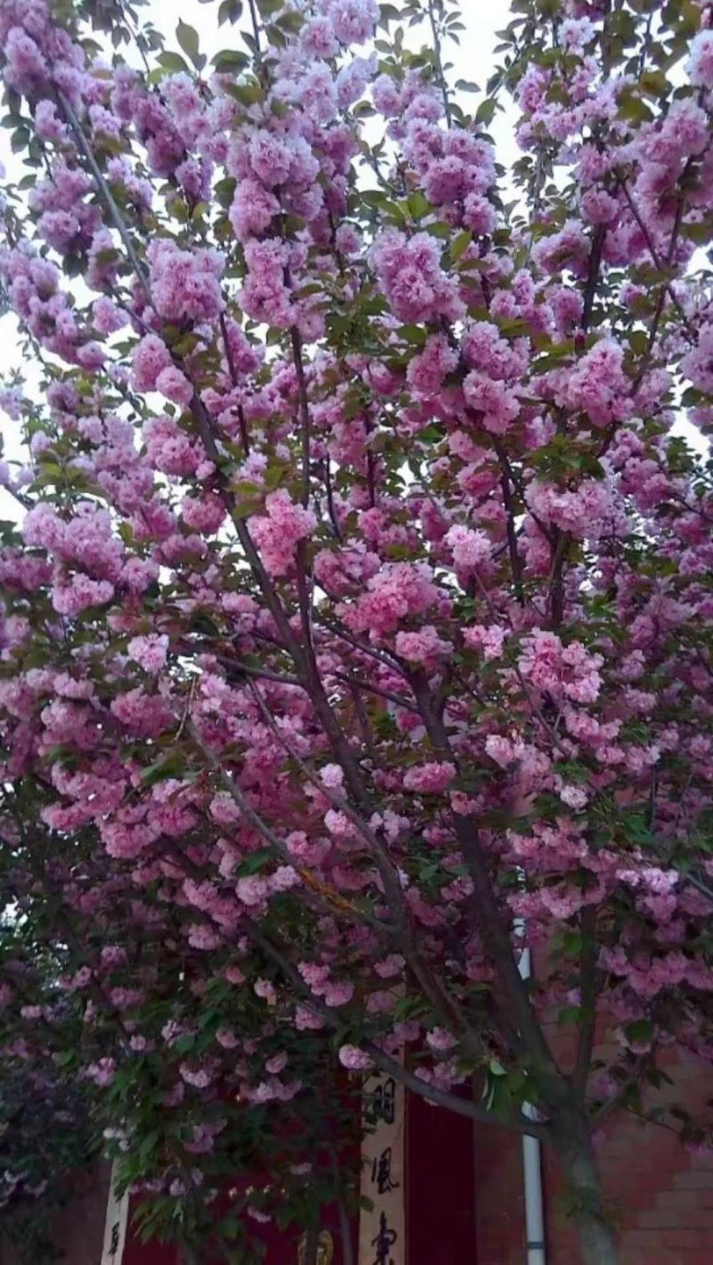 樱花