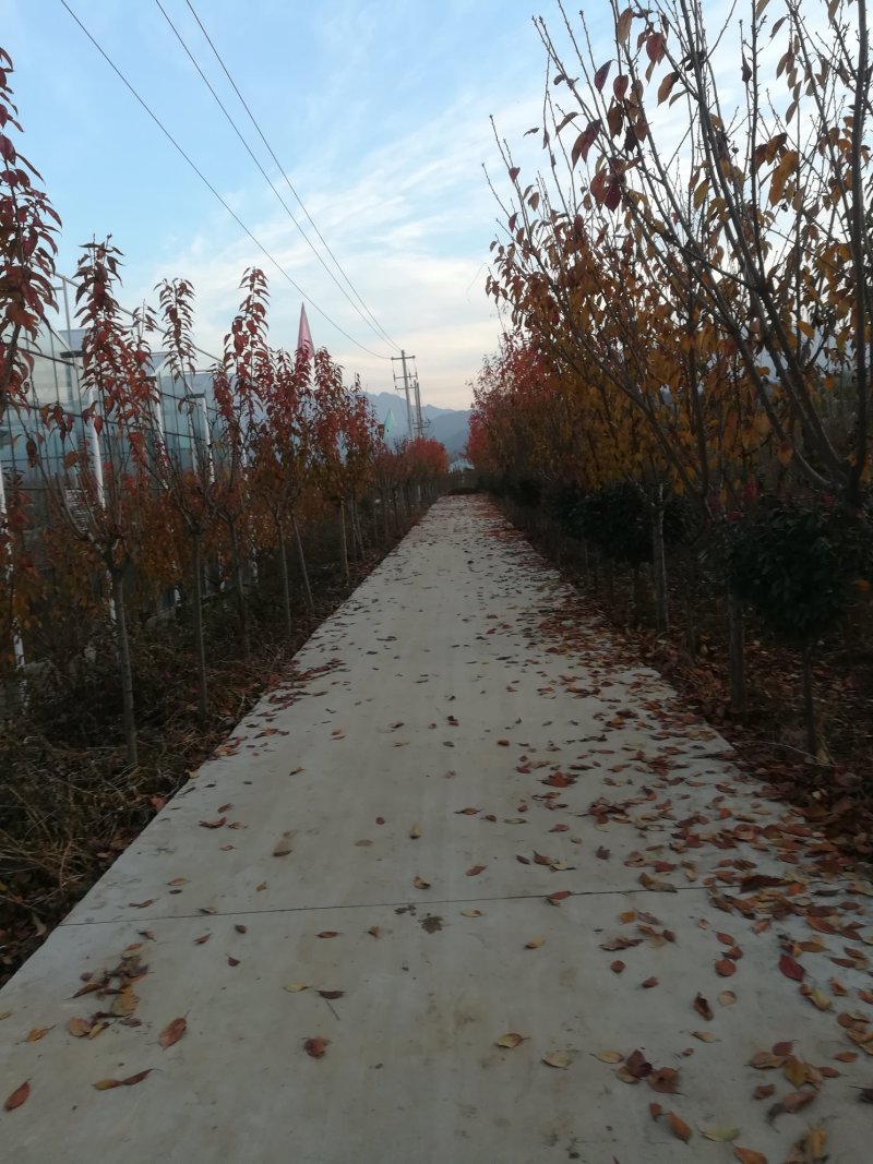 樱花