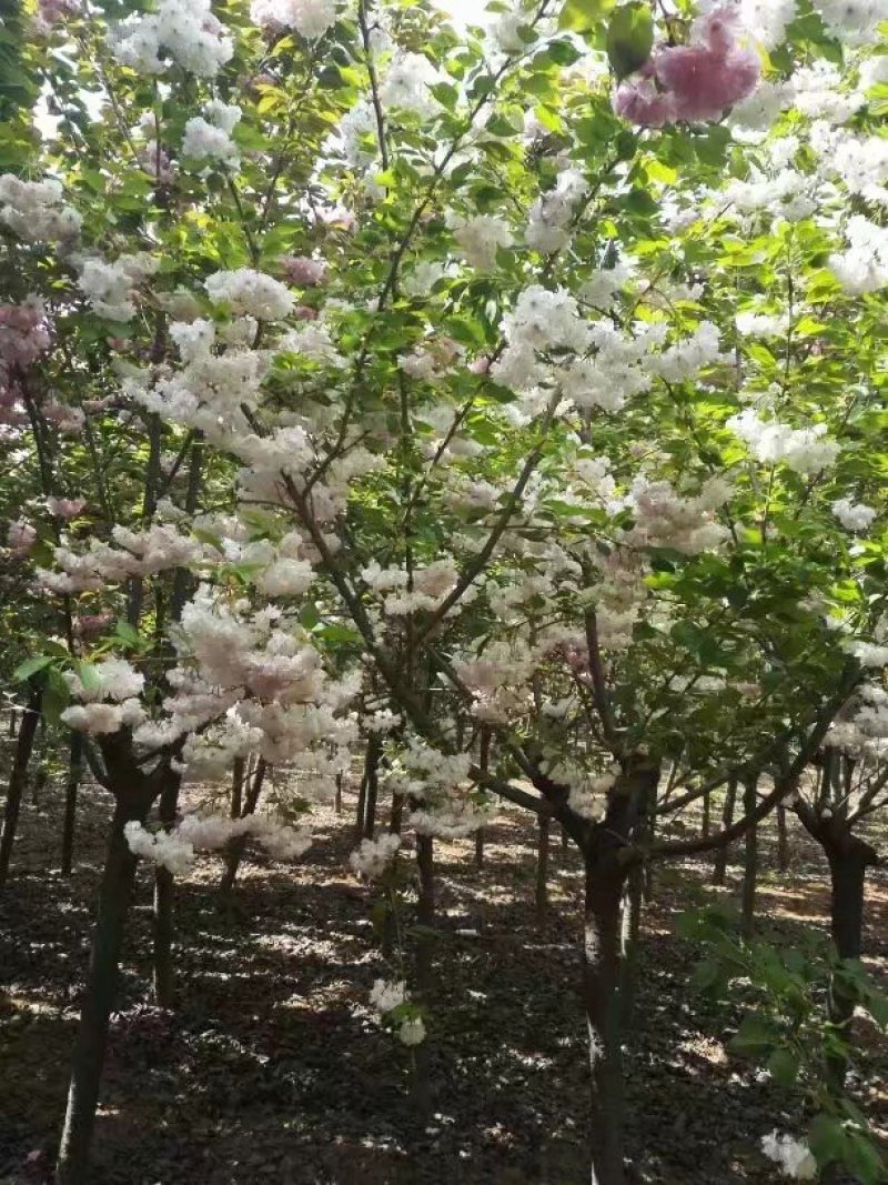 樱花