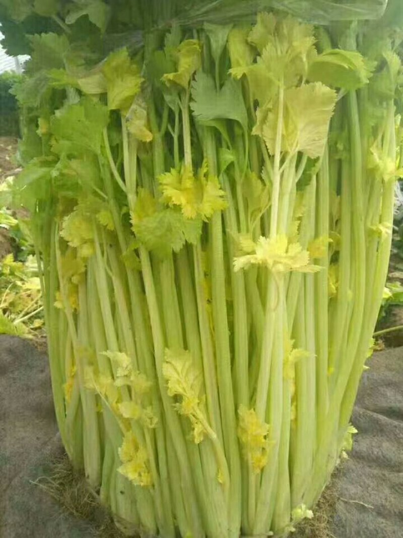 马芹60厘米清香脆