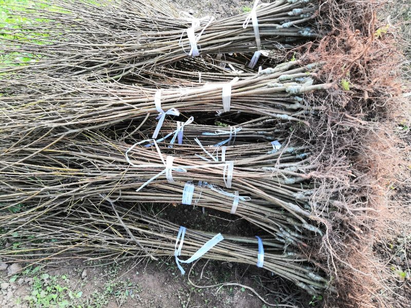 基地批发嫁接李子苗青脆李子蜂糖李脆红李