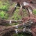 基地批发嫁接李子苗青脆李子蜂糖李脆红李