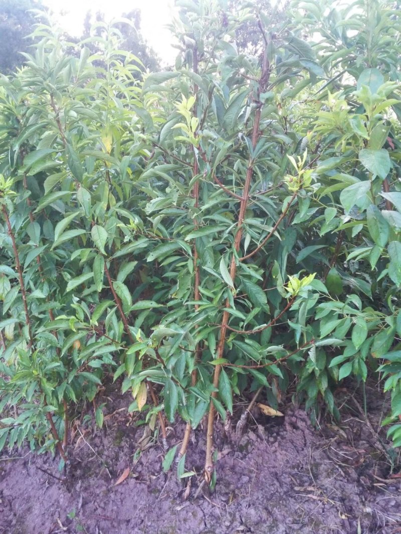 基地批发嫁接李子苗青脆李子蜂糖李脆红李