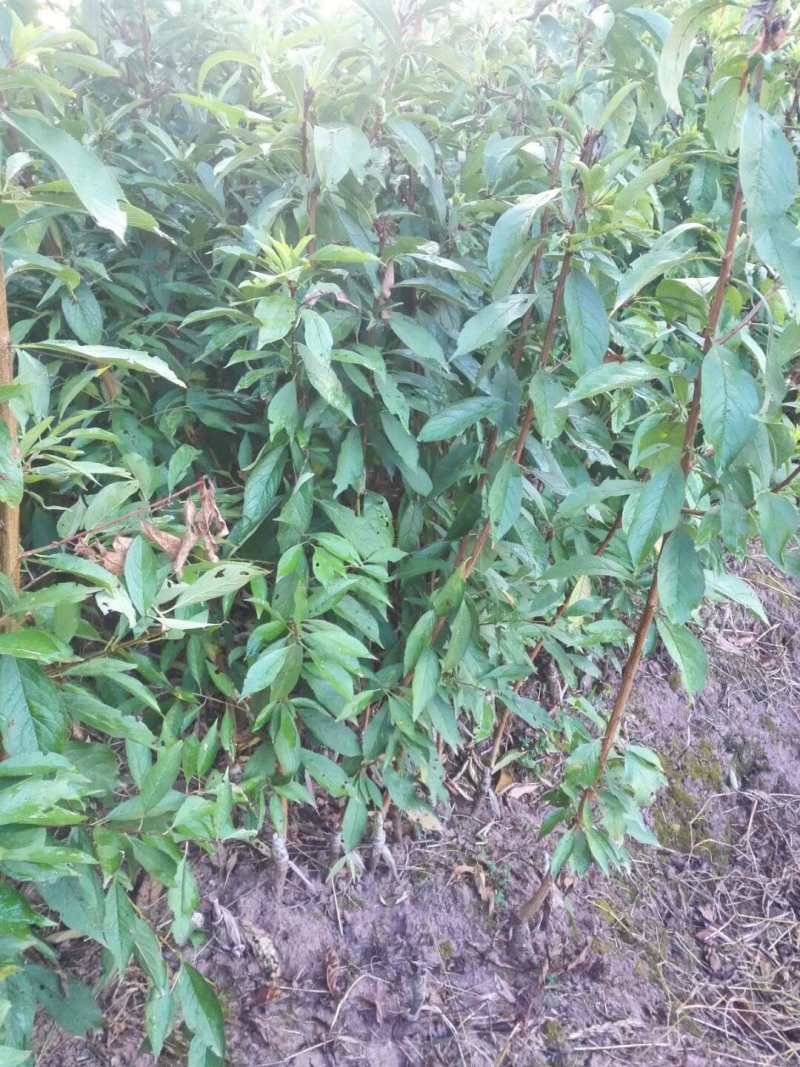 基地批发嫁接李子苗青脆李子蜂糖李脆红李
