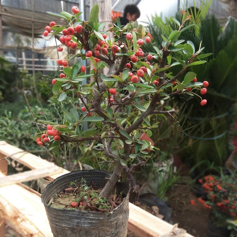 火棘苗，老庄盆栽，基地直销