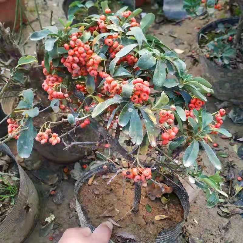 火棘苗，老庄盆栽，基地直销