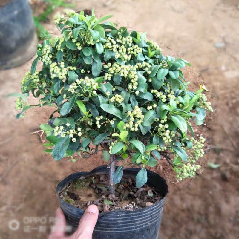 火棘苗，老庄盆栽，基地直销