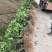 基地直供纯正花椒苗花椒小苗藤椒苗天知椒量大从优