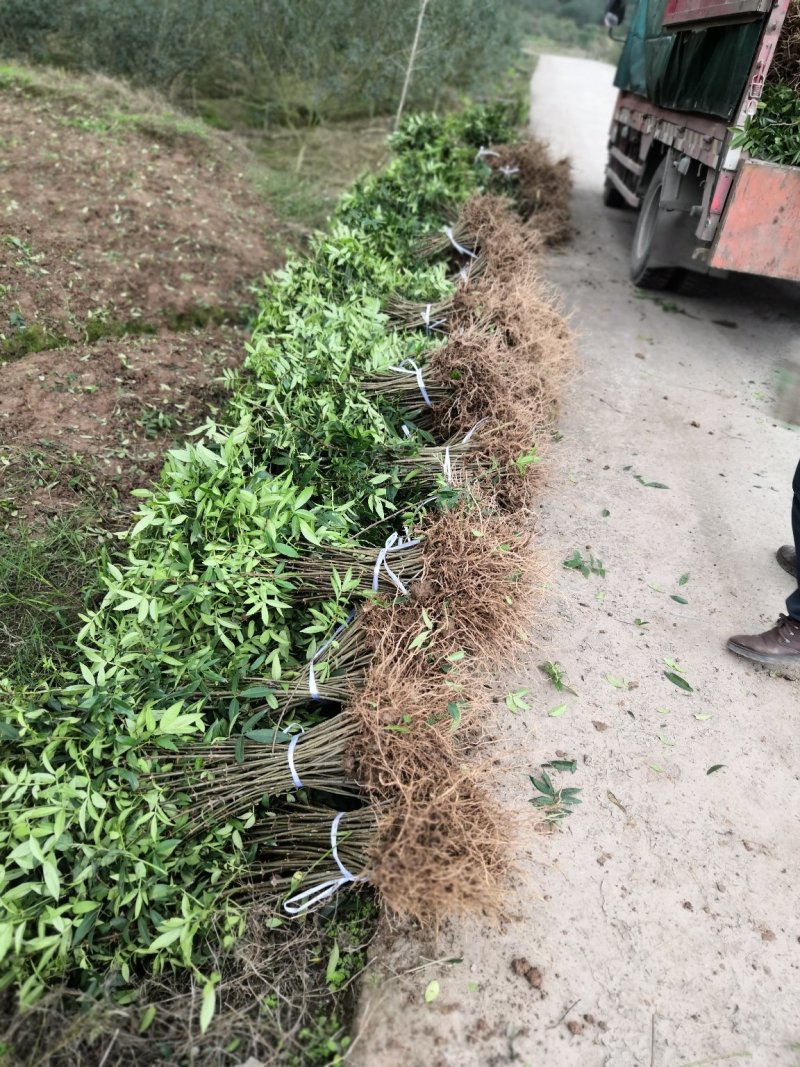基地直供纯正花椒苗花椒小苗藤椒苗天知椒量大从优