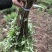 基地直供纯正花椒苗花椒小苗藤椒苗天知椒量大从优