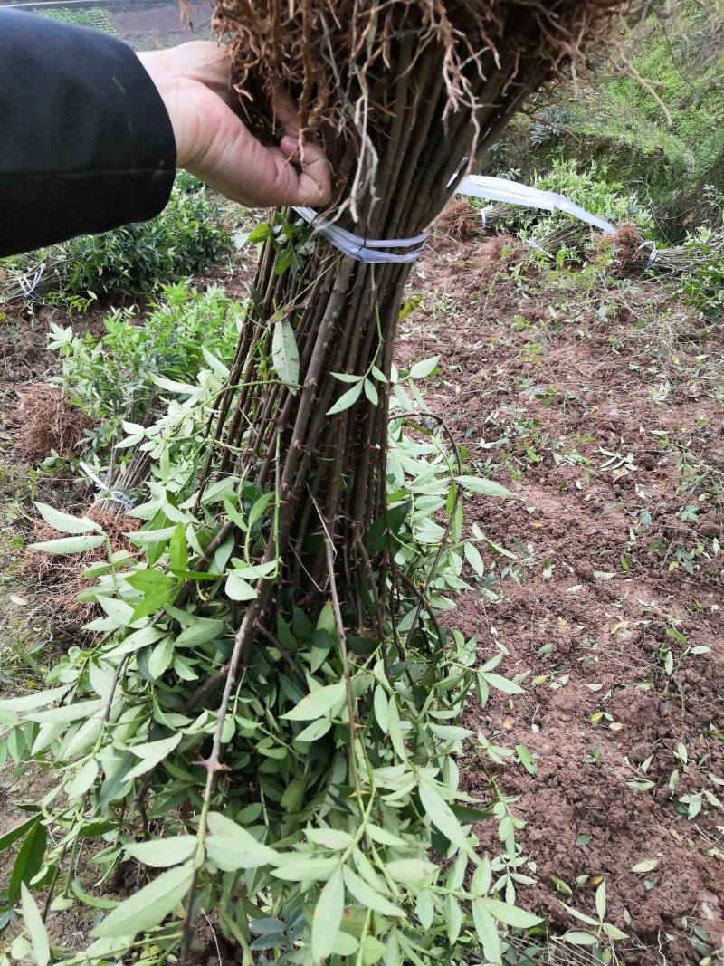 基地直供纯正花椒苗花椒小苗藤椒苗天知椒量大从优