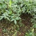基地直供纯正花椒苗花椒小苗藤椒苗天知椒量大从优