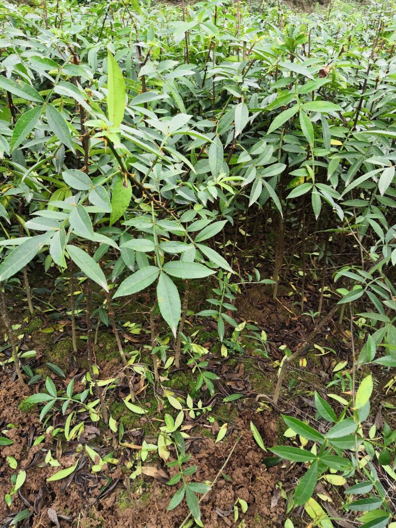 基地直供纯正花椒苗花椒小苗藤椒苗天知椒量大从优