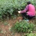 基地直供纯正花椒苗花椒小苗藤椒苗天知椒量大从优
