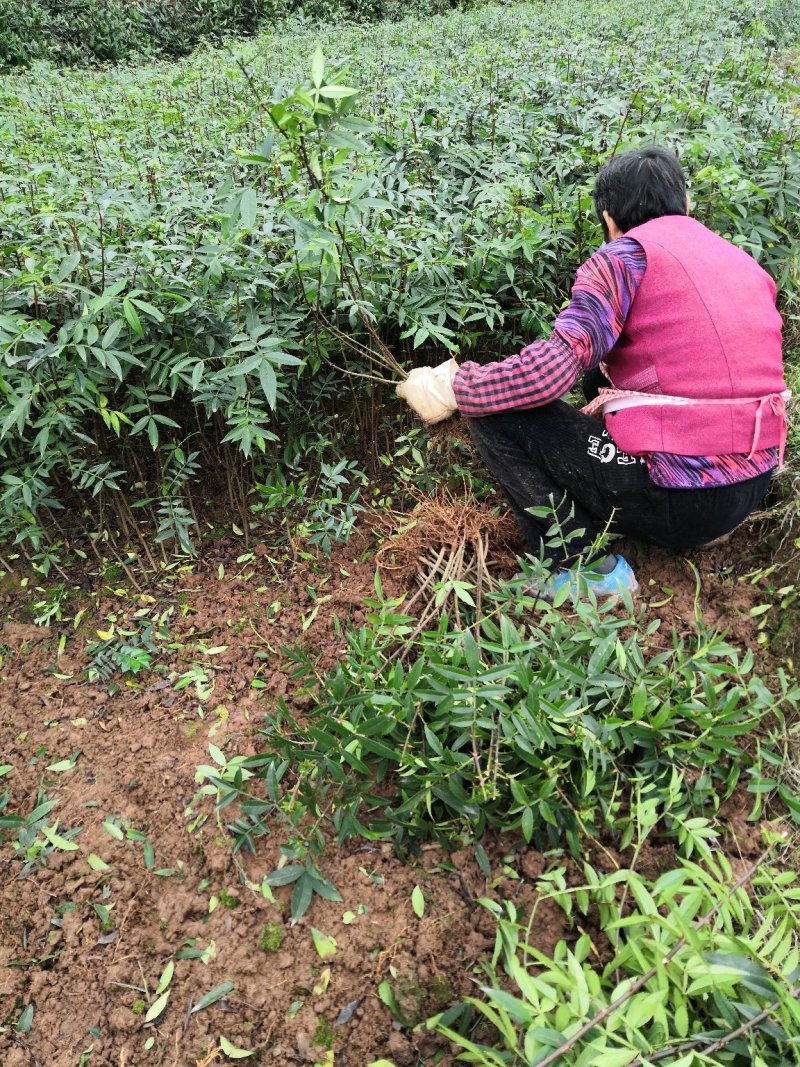 基地直供纯正花椒苗花椒小苗藤椒苗天知椒量大从优