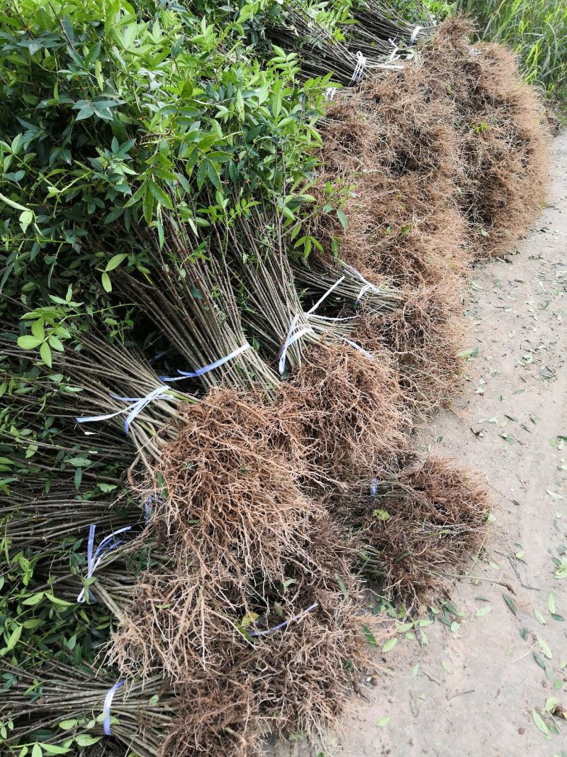 基地直供纯正花椒苗花椒小苗藤椒苗天知椒量大从优