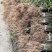 基地直供纯正花椒苗花椒小苗藤椒苗天知椒量大从优