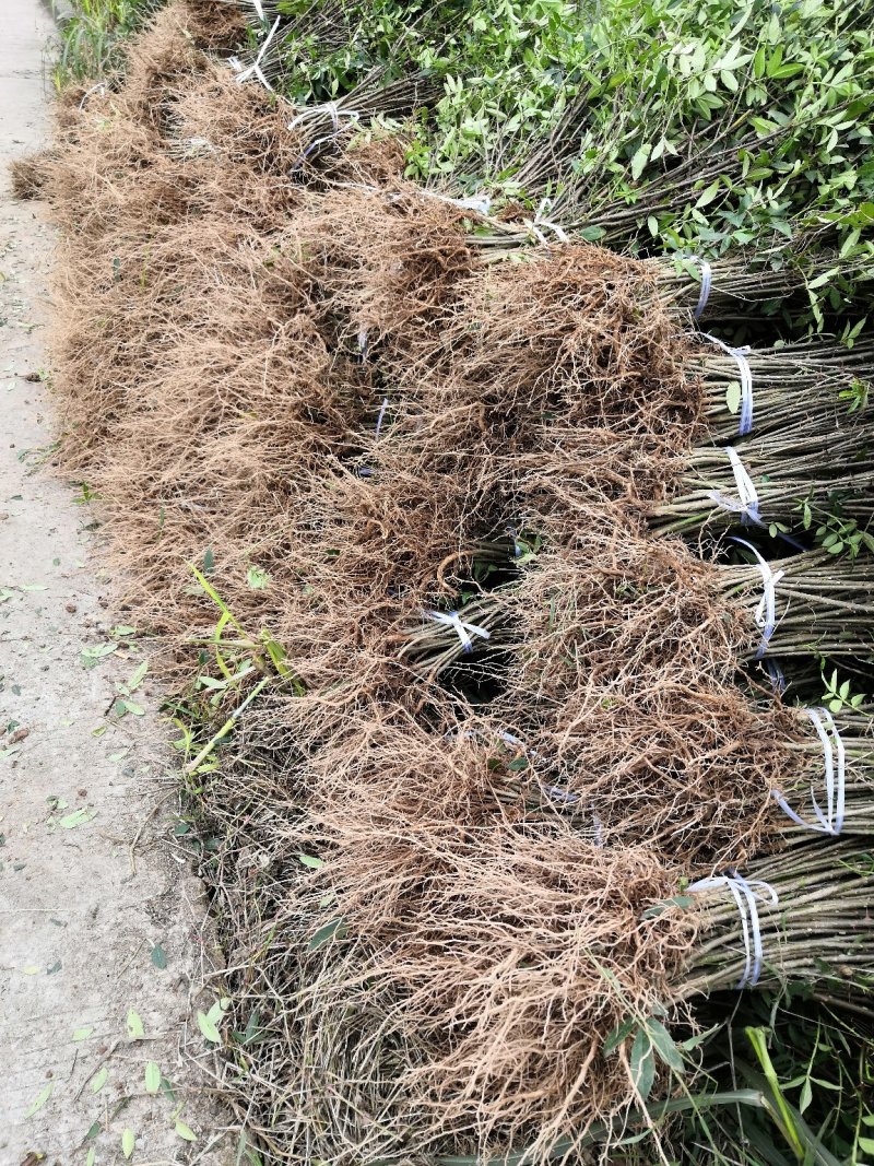 基地直供纯正花椒苗花椒小苗藤椒苗天知椒量大从优