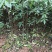基地直供纯正花椒苗花椒小苗藤椒苗天知椒量大从优