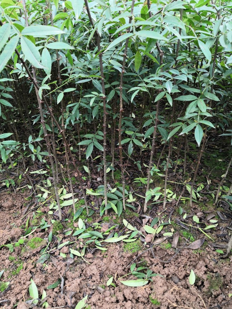 基地直供纯正花椒苗花椒小苗藤椒苗天知椒量大从优