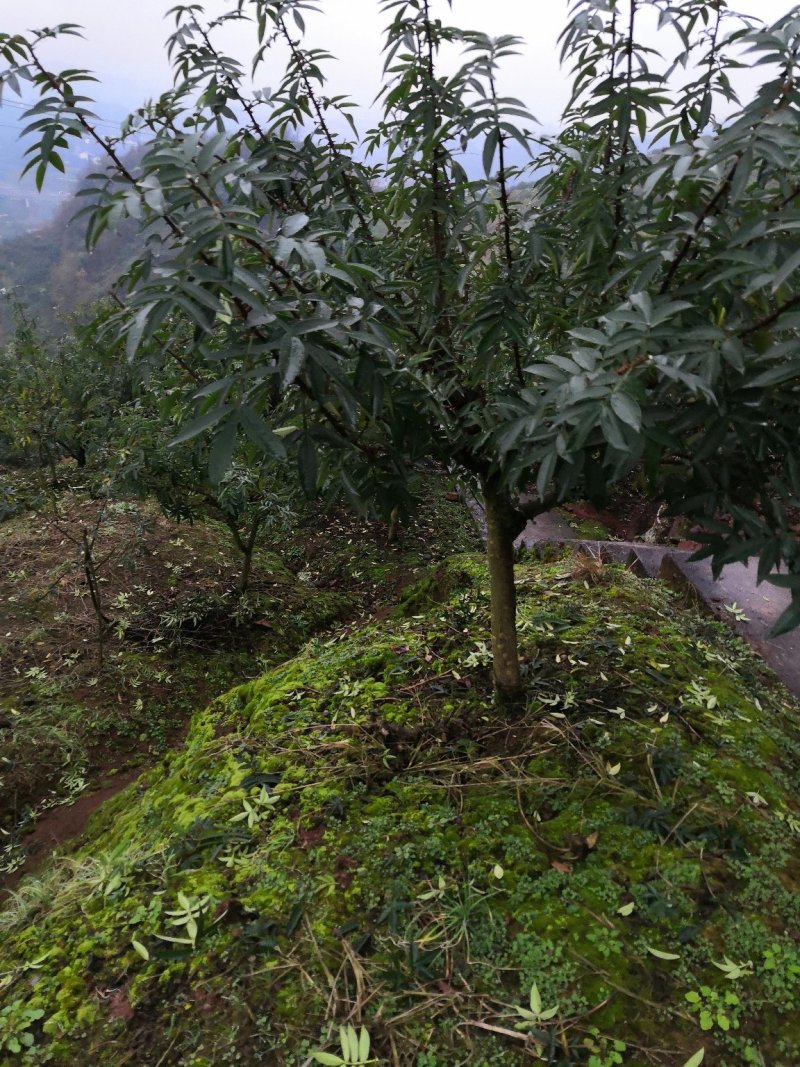 重庆江津正宗九叶青花椒苗批发品质有保障量大从优