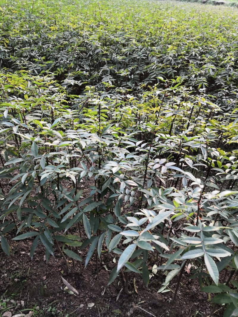 重庆江津正宗九叶青花椒苗批发品质有保障量大从优