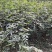 重庆江津正宗九叶青花椒苗批发品质有保障量大从优