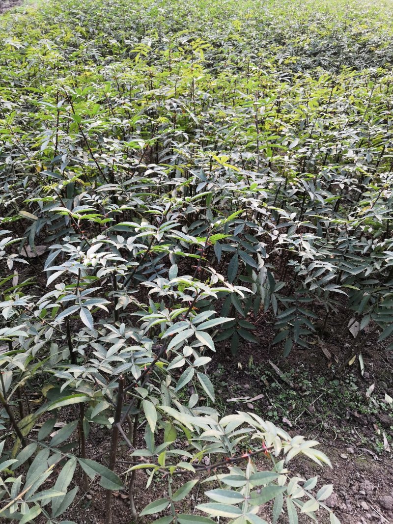重庆江津正宗九叶青花椒苗批发品质有保障量大从优