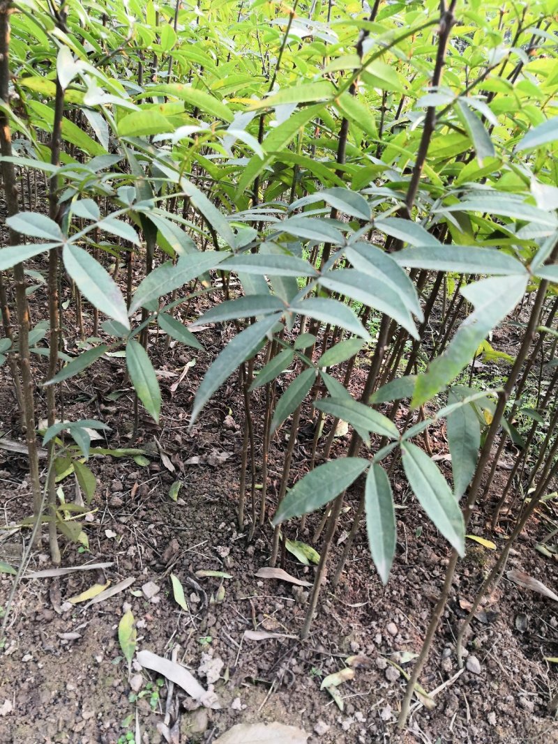 重庆江津正宗九叶青花椒苗批发品质有保障量大从优