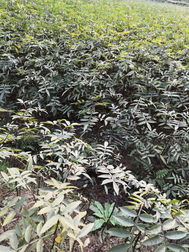重庆江津正宗九叶青花椒苗批发品质有保障量大从优