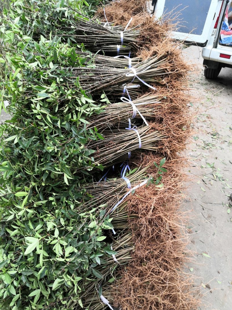 重庆江津正宗九叶青花椒苗批发品质有保障量大从优